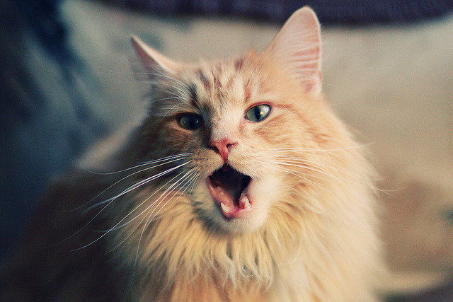 霍勒迪末节统治攻防，鹈鹕主场力克骑士