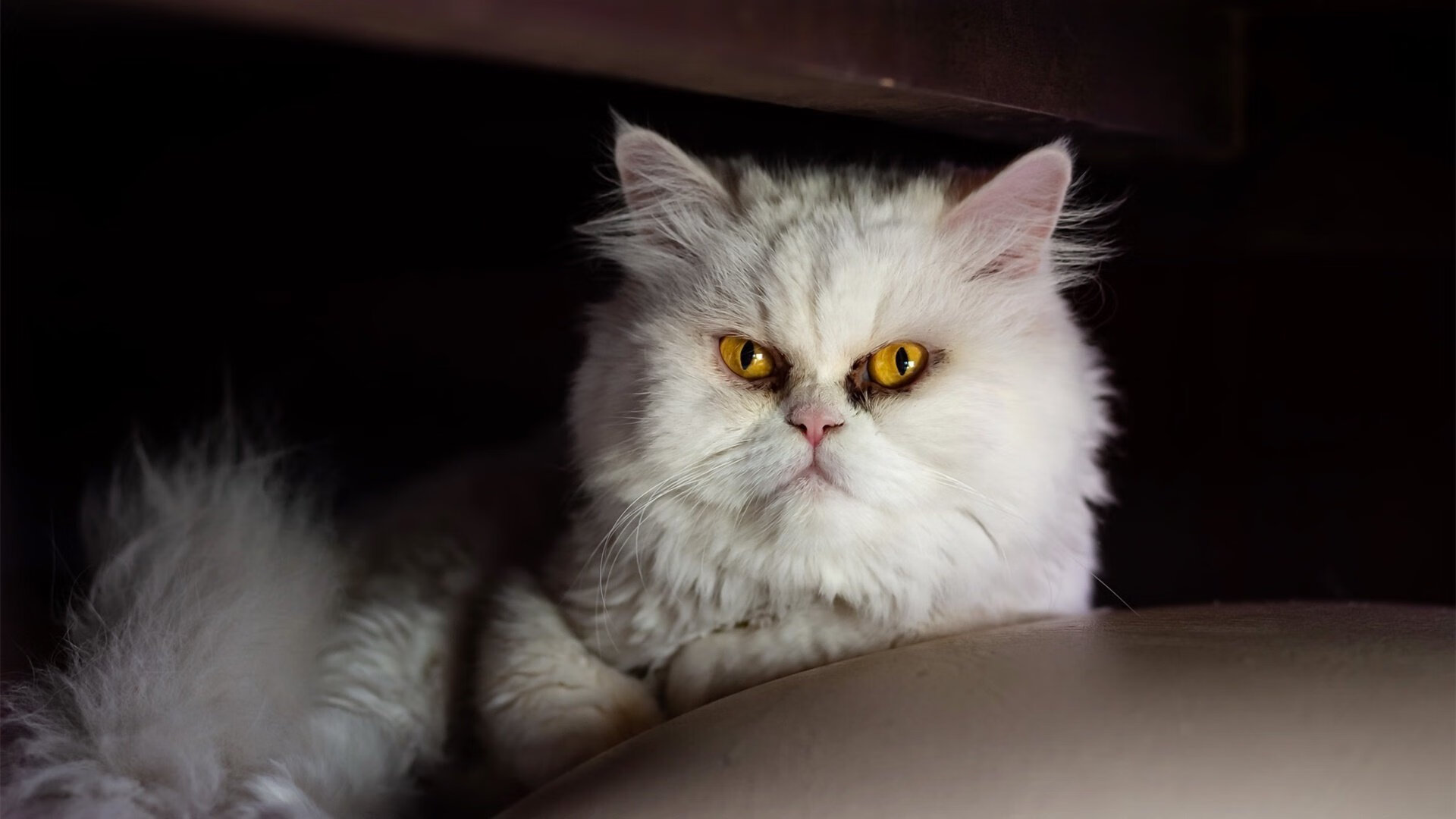 绿茵烽火与篮坛风暴，当意甲鏖战映照76人的轻盈舞步