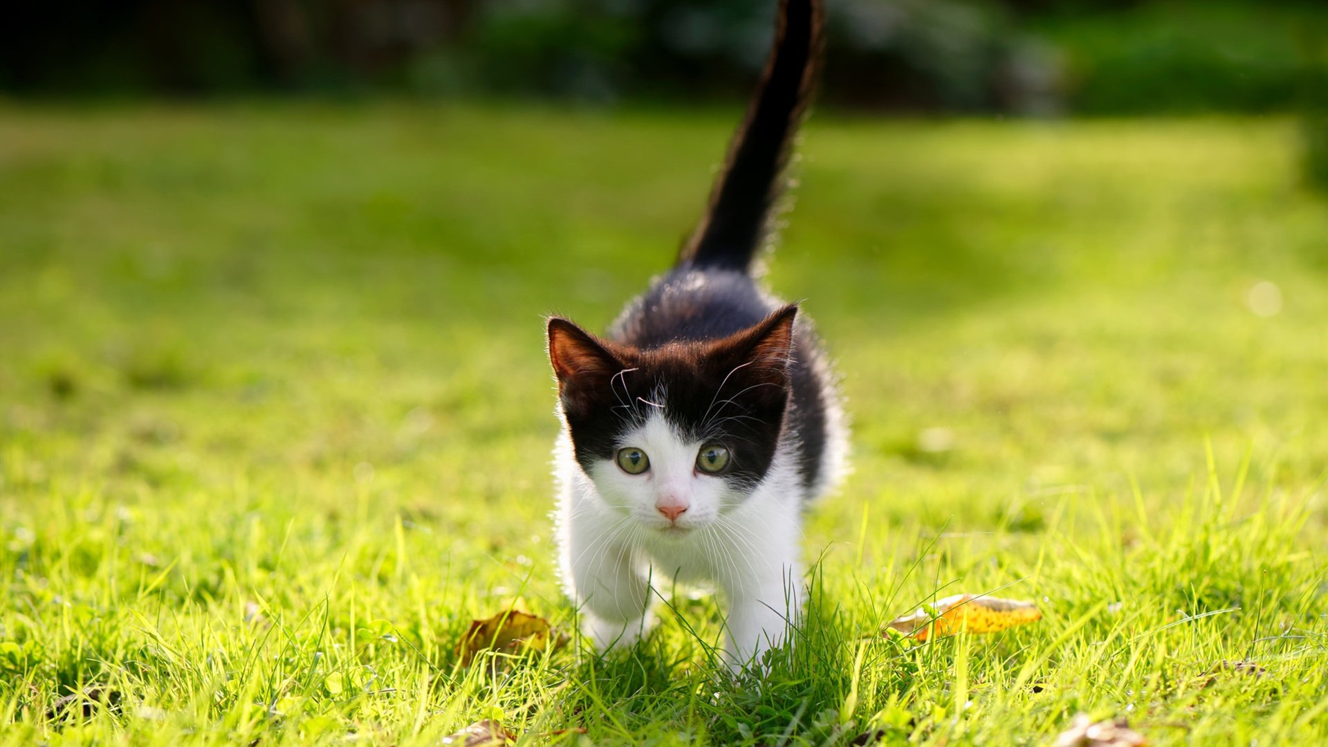 欧冠半决赛焦点战，尼斯力克几内亚，黑马逆袭晋级在望