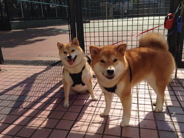 北京队创造历史,NBA总决赛焦点战战胜凯尔特人夺冠