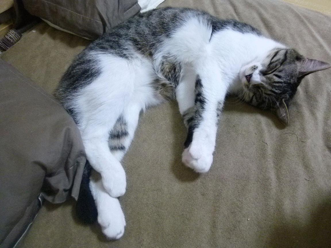 英超争冠烽火连天，多特蒙德欧战破冰前行