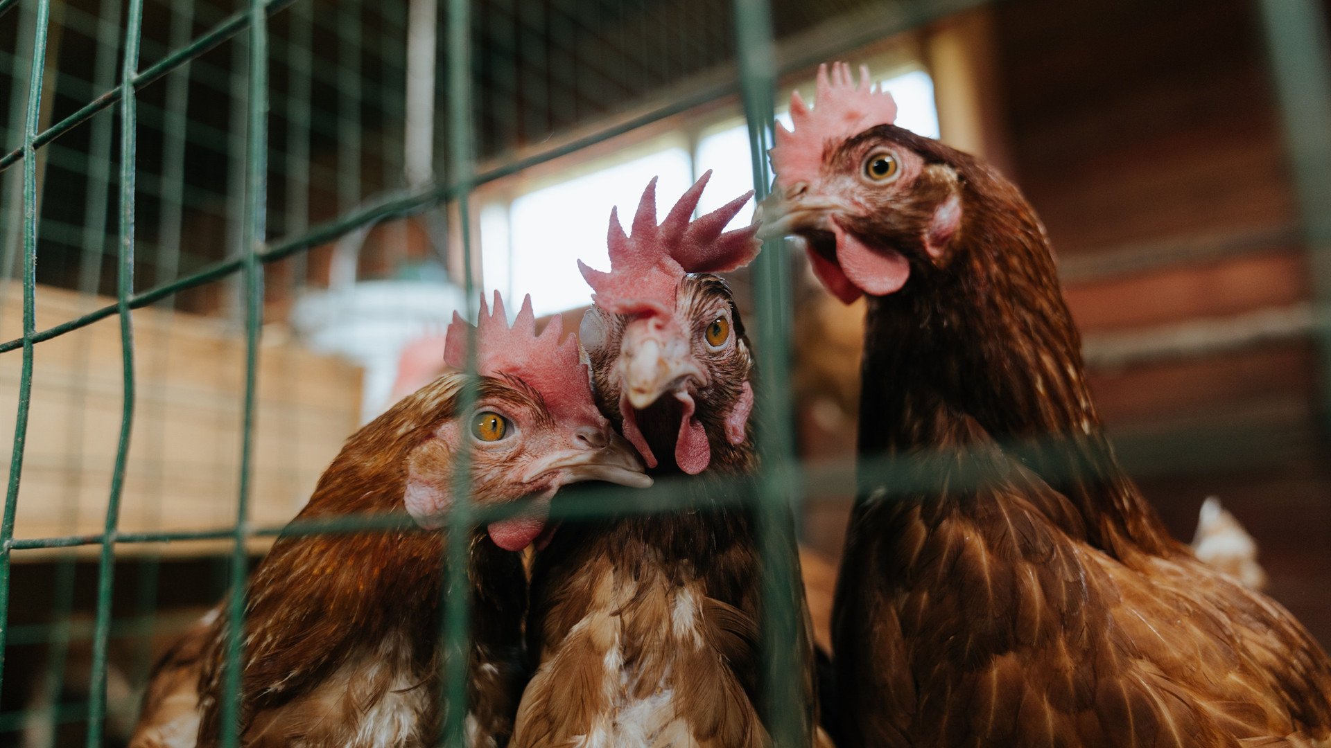 无声的扛旗者,霍勒迪如何用最被低估的方式定义总决赛