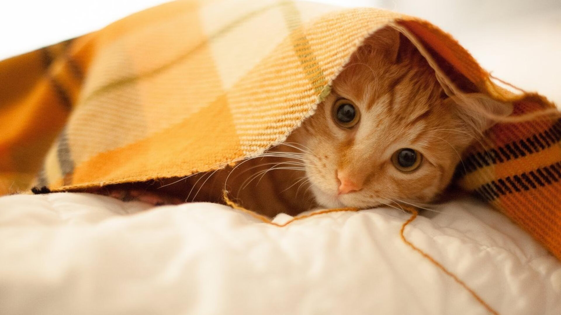 西决生死战焦点，拉齐奥惊天逆转巴萨