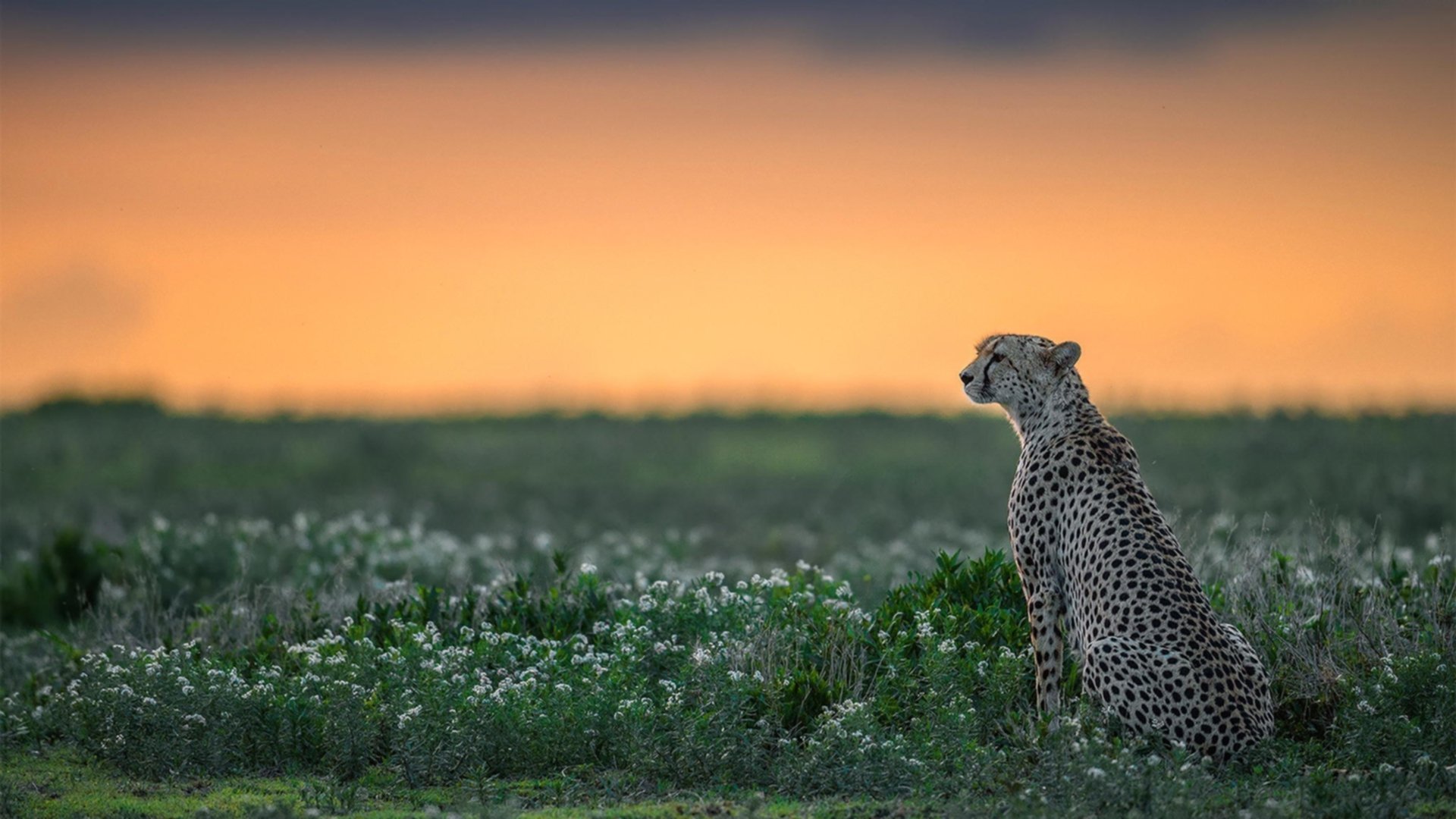 孔德生涯之夜一剑封喉 塞维利亚主场强势擒拿摩纳哥