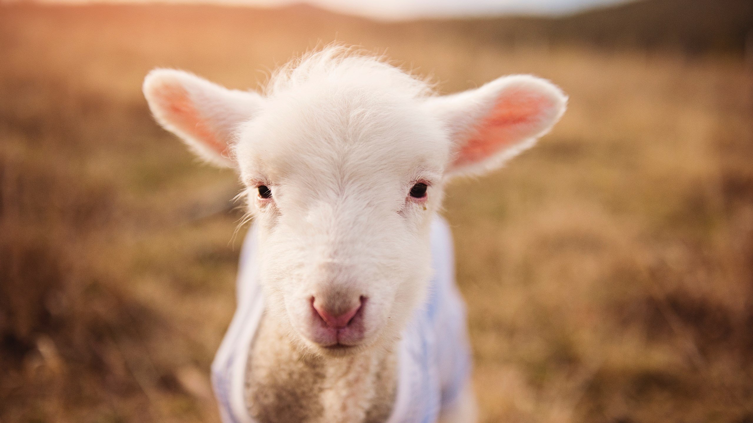 F1街道赛焦点战，德国最后时刻绝杀荷兰