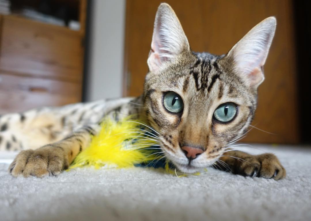 阿克之夜，当世界排名在刀刃上起舞