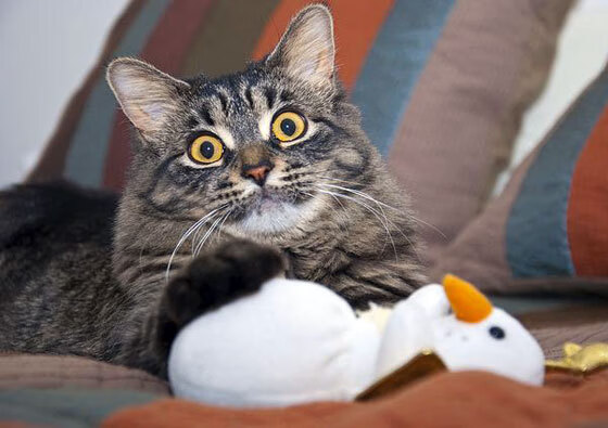 绿茵场上的两种史诗，英雄主义与集体韧性的交响