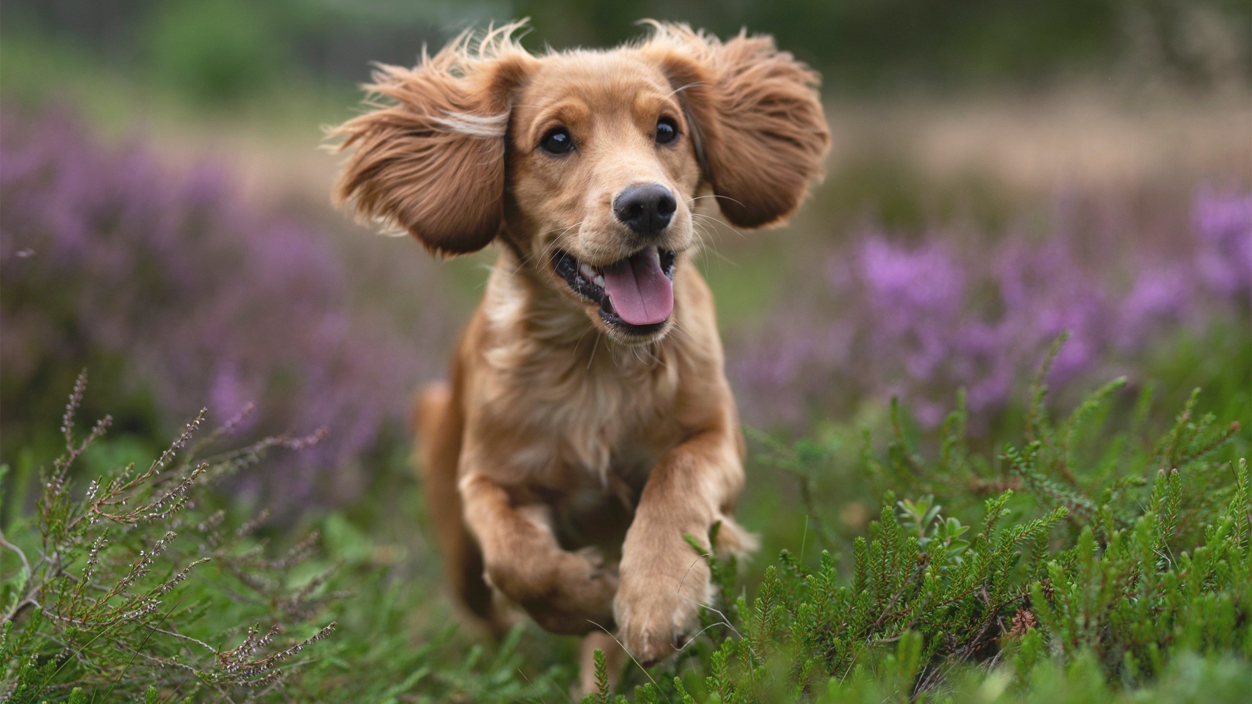 绿茵场外的巅峰对决—2026世界杯期间魔术力克篮网特别赛纪实