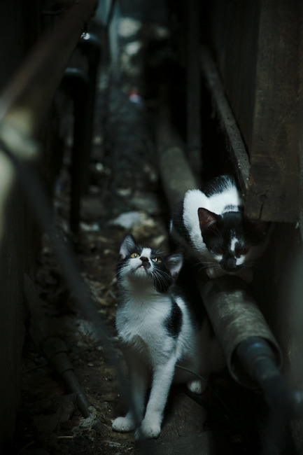 凯塞多一剑封喉，加纳单节风暴击碎沙特逆袭梦