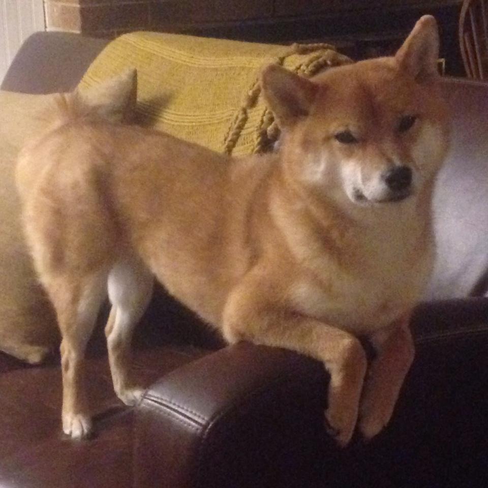 铁闸突变利刃！戈贝尔罕见连斩终结悬念，魔术客场打穿公牛